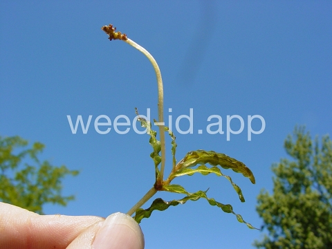 pondweed, curlyleaf